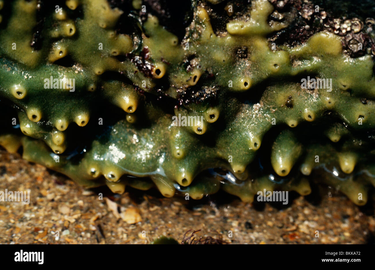 Breadcrumb sponge (Halichondria panicea) on rocks on the middle shore UK Stock Photo