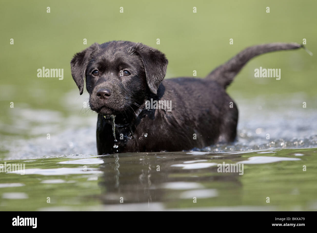 bathing Labrador Puppy Stock Photo Alamy