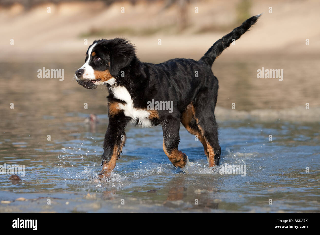 bernese mountain dog playing
