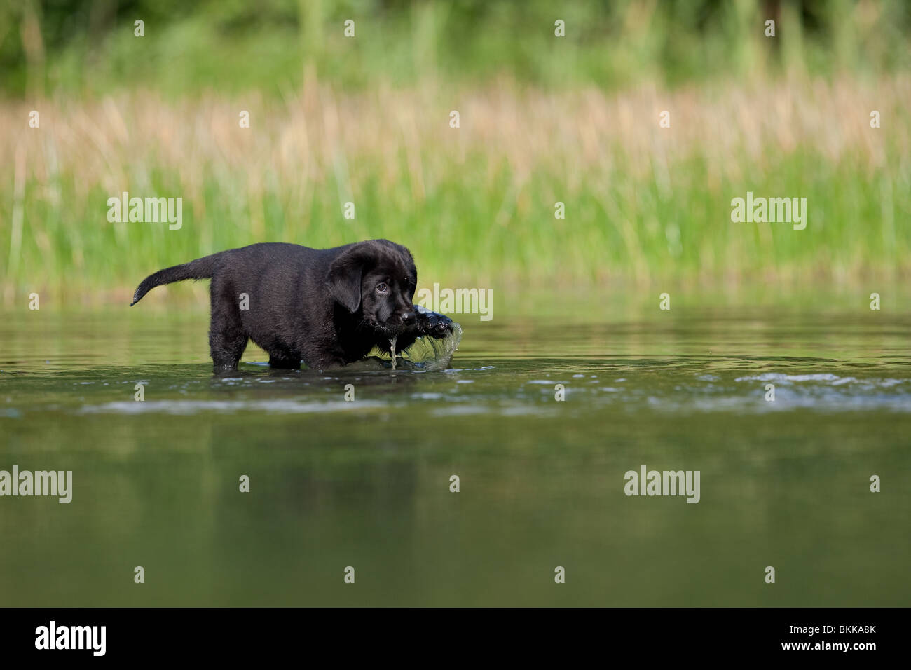 bathing Labrador Puppy Stock Photo Alamy