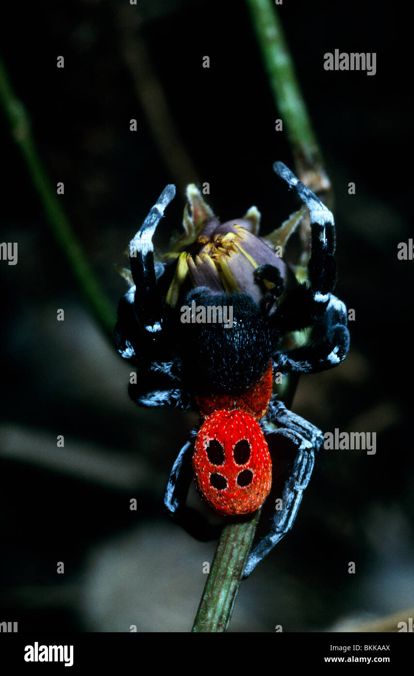 Ladybird spider male (Eresus cinnaberinus (=niger: Eresidae), Greece Stock Photo