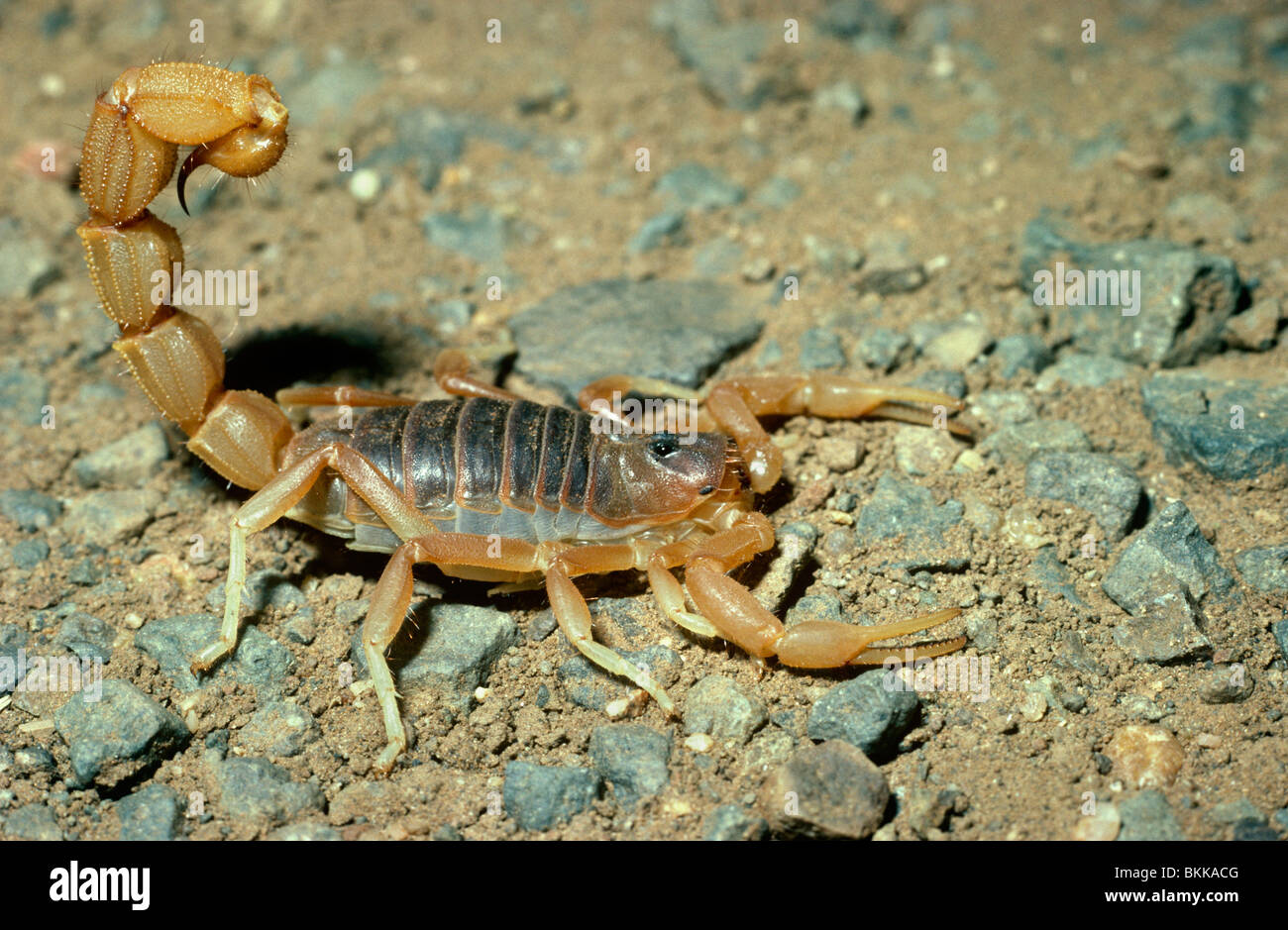 Cape thick-tailed scorpion (Parabuthus capensis: Buthidae) in savannah South Africa Stock Photo