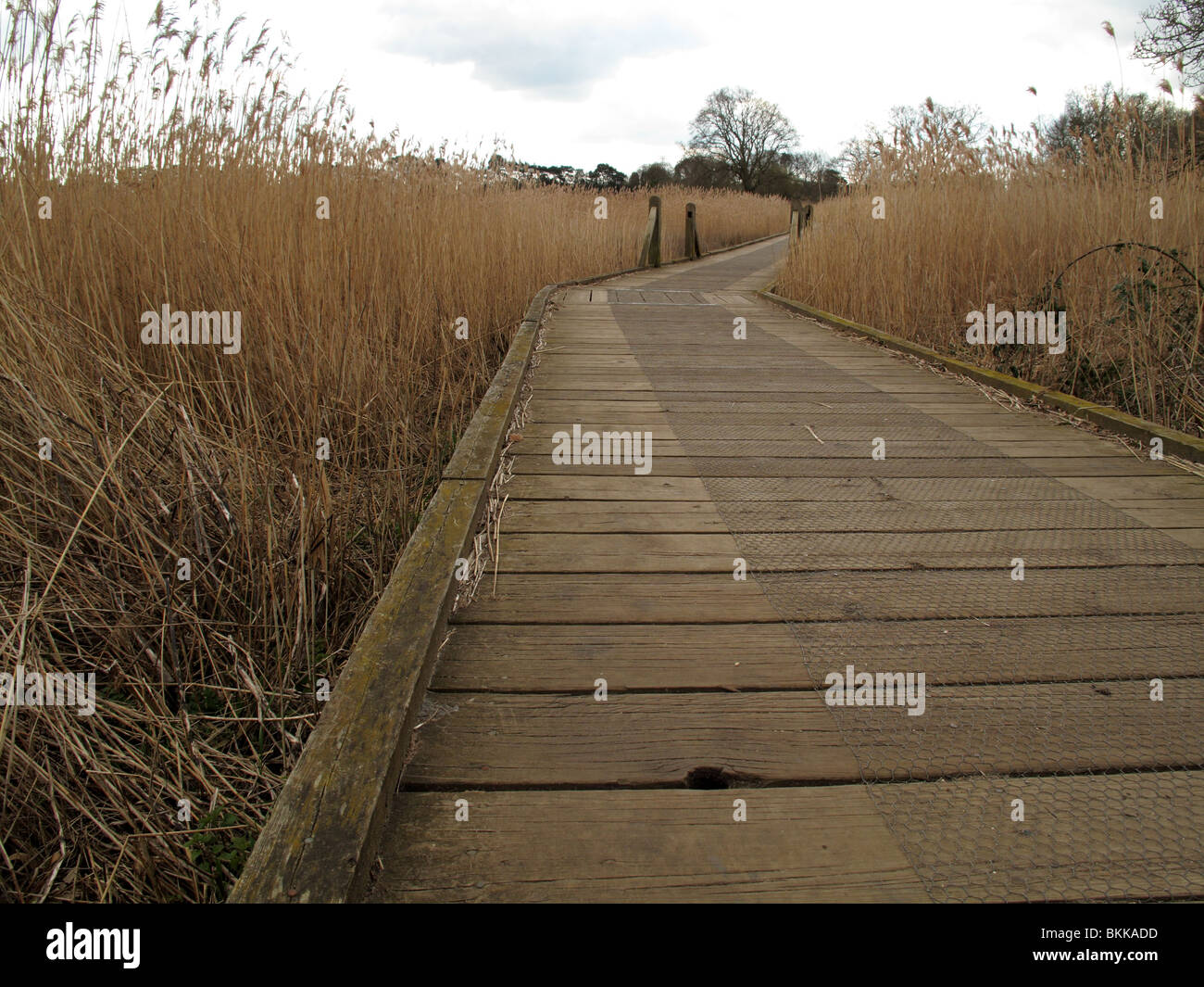 reed bed boardwalk Stock Photo Alamy