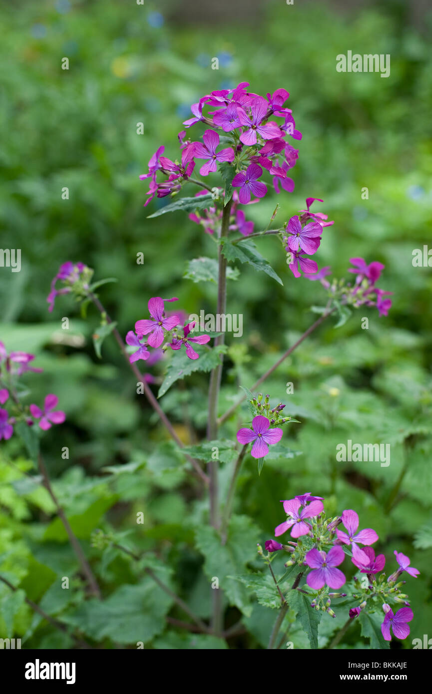 A wild Honesty plant flowering in a London park, 2010 Stock Photo