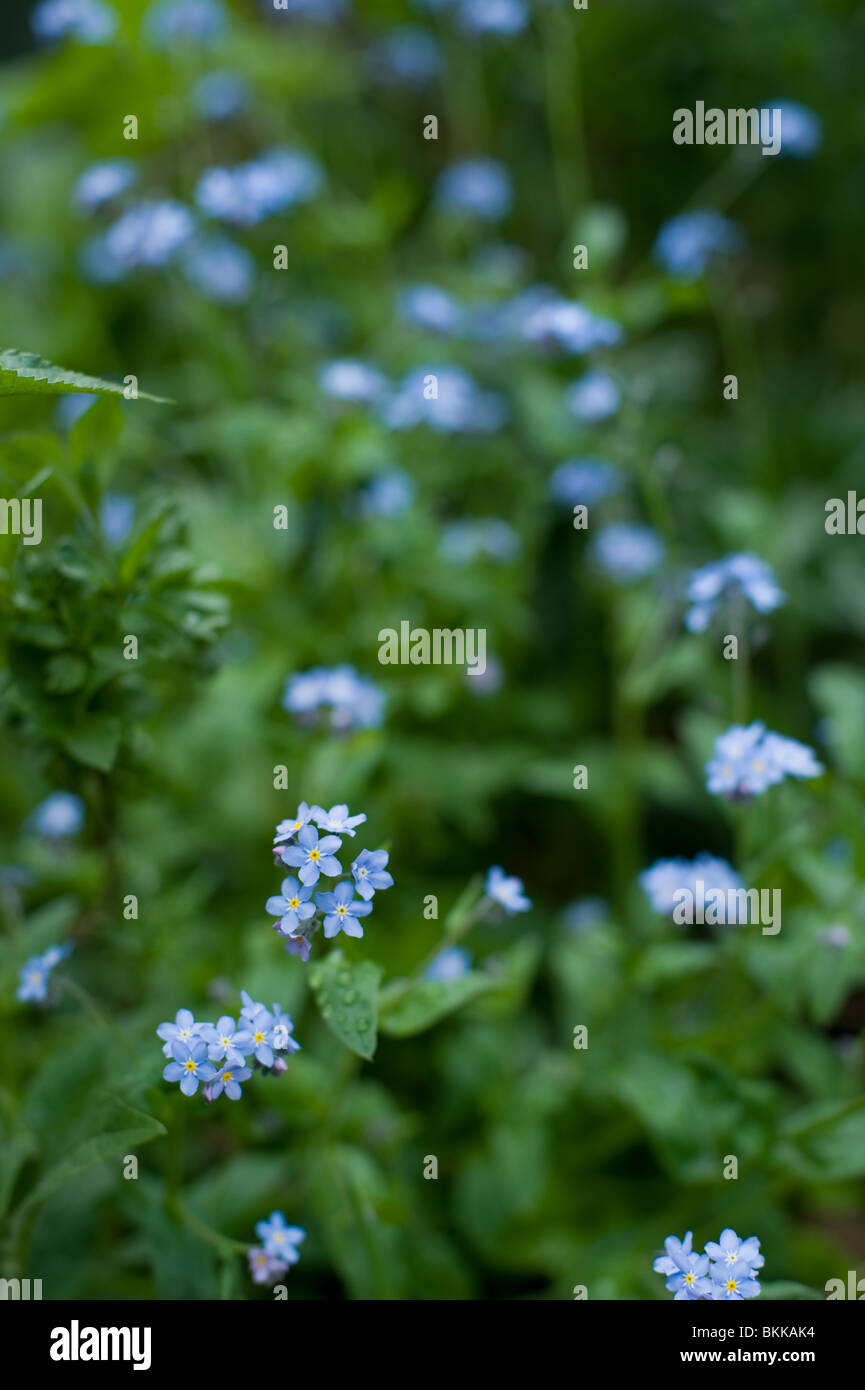 Forget-me-not flowering in a London Park in spring 2010 Stock Photo - Alamy