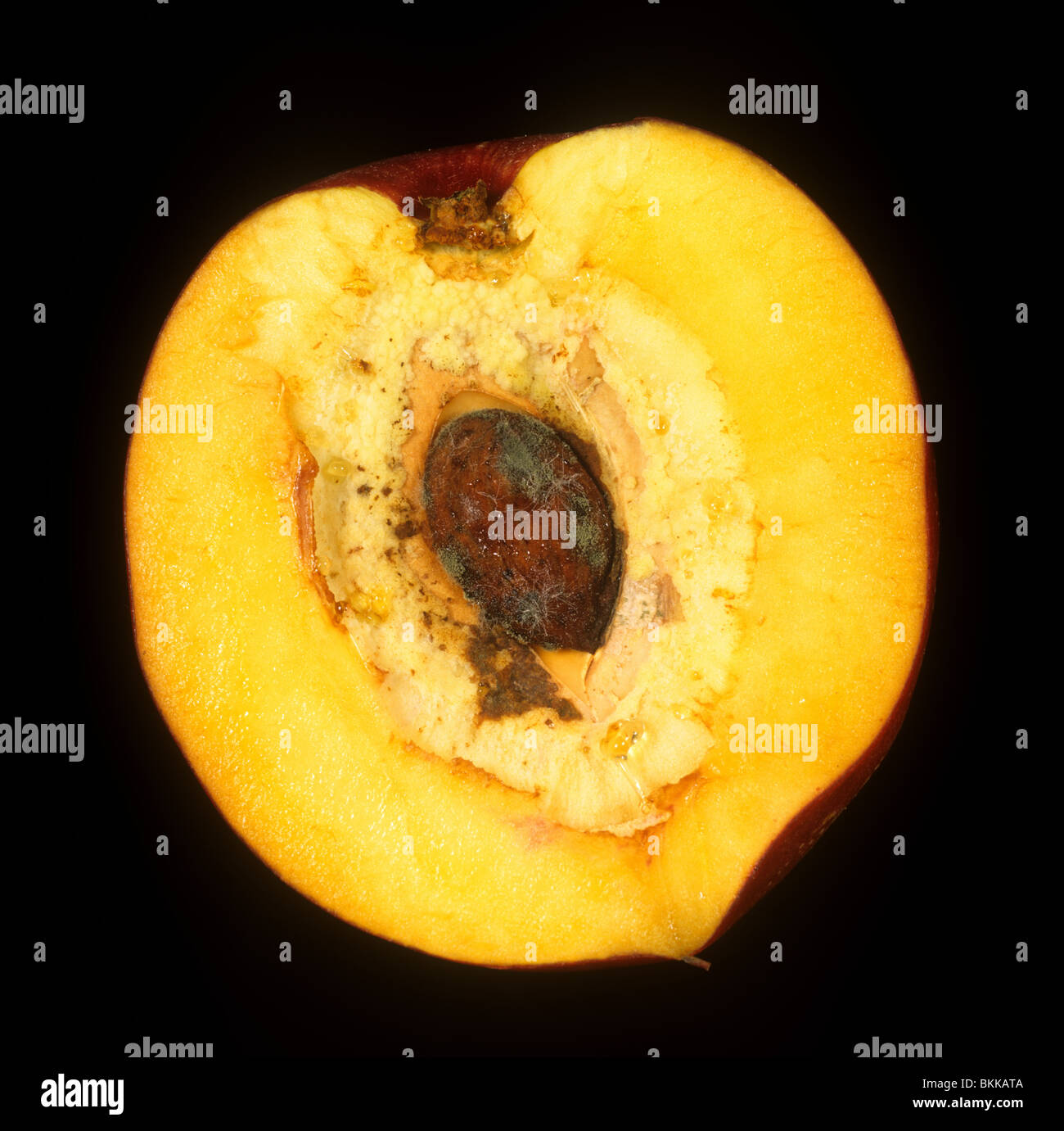 Split stone a defect shown on a section of a peach fruit Stock Photo