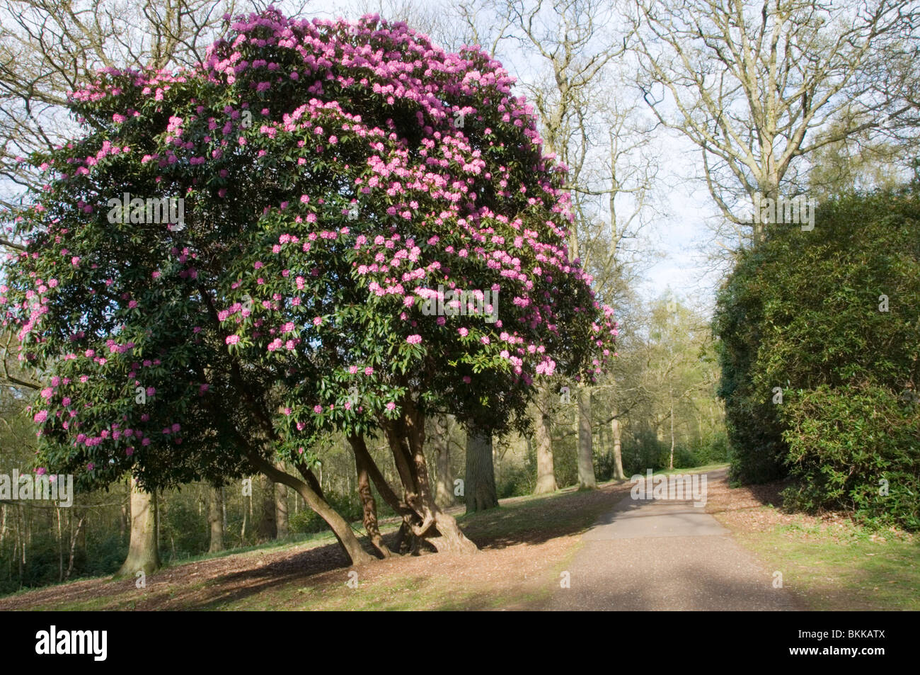 Rhododendron bush in flower at Sandringham Country Park, Norfolk, England, UK Stock Photo