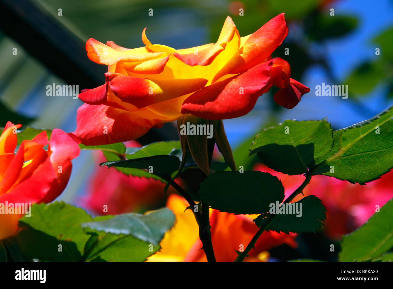A red and Yellow Rose Stock Photo