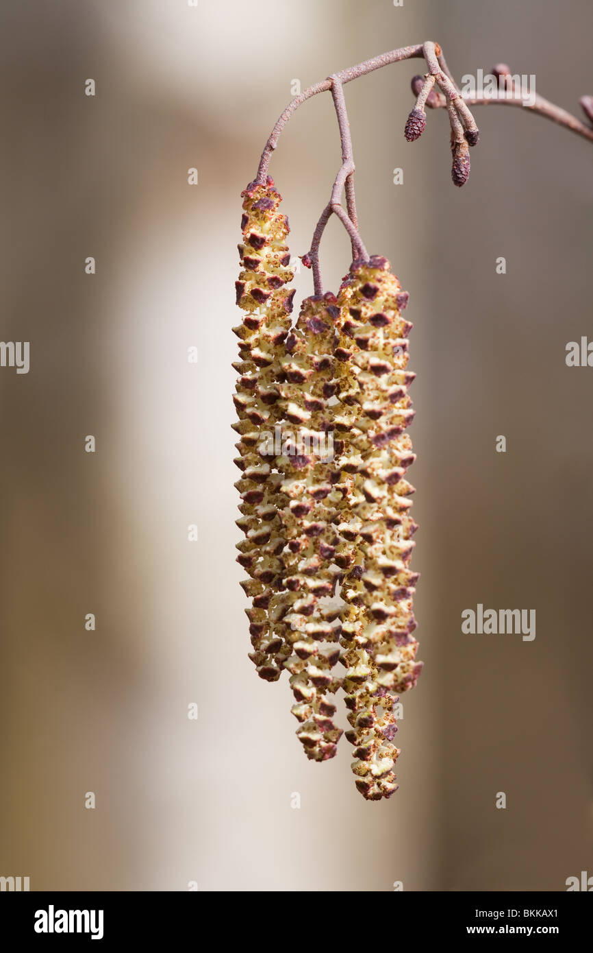 Alder Alnus glutinosa close-up of female flowers and male catkins Stock Photo