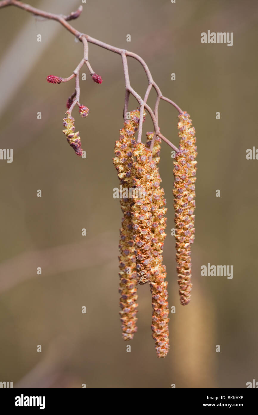 Alder Alnus glutinosa close-up of male catkins and female flowers Stock Photo