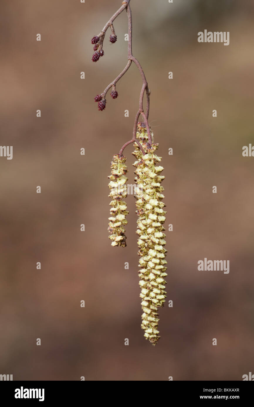 Alder Alnus glutinosa close-up of male catkins and female flowers Stock Photo