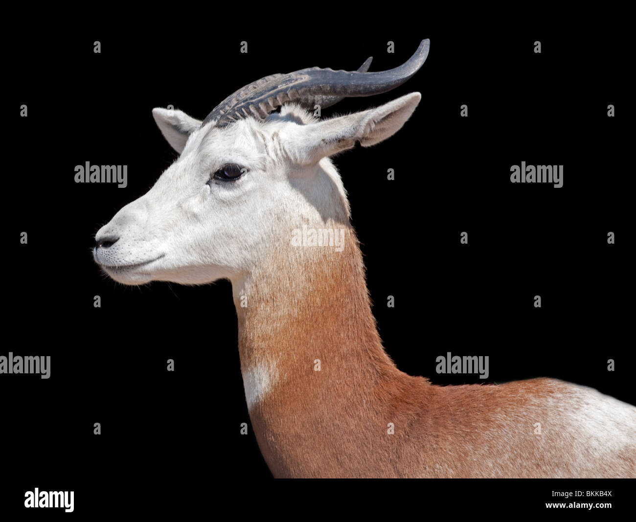 Dama Gazelle (nanger dama/gazella dama) Stock Photo