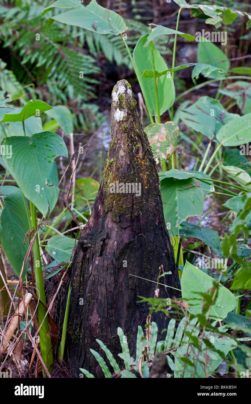 Big Cypress 'knee', Corkscrew Swamp, Florida, USA. Bald Cypress trees (Taxodium distichum). Stock Photo