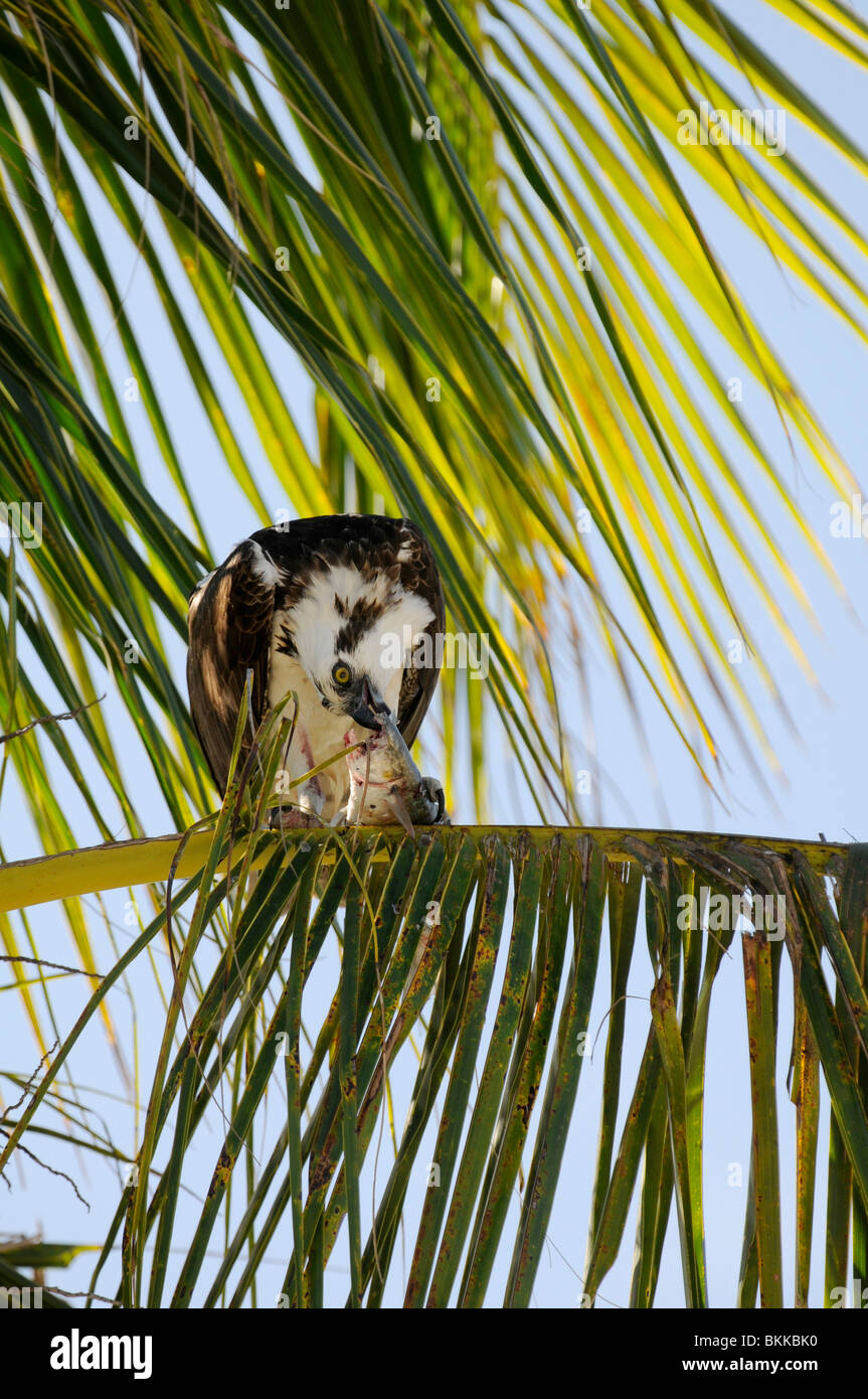 Osprey: Pandion haliaetus. Everglades, Florida, USA. Feeding on fish Stock Photo