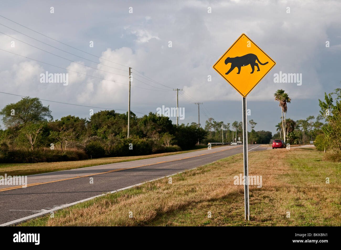 Florida panther everglades hi-res stock photography and images - Alamy
