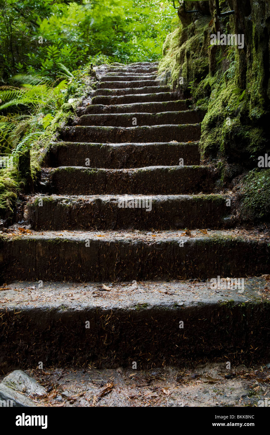 Old stone steps along the magical Pucks Glen walk, Benmore in Argyll ...