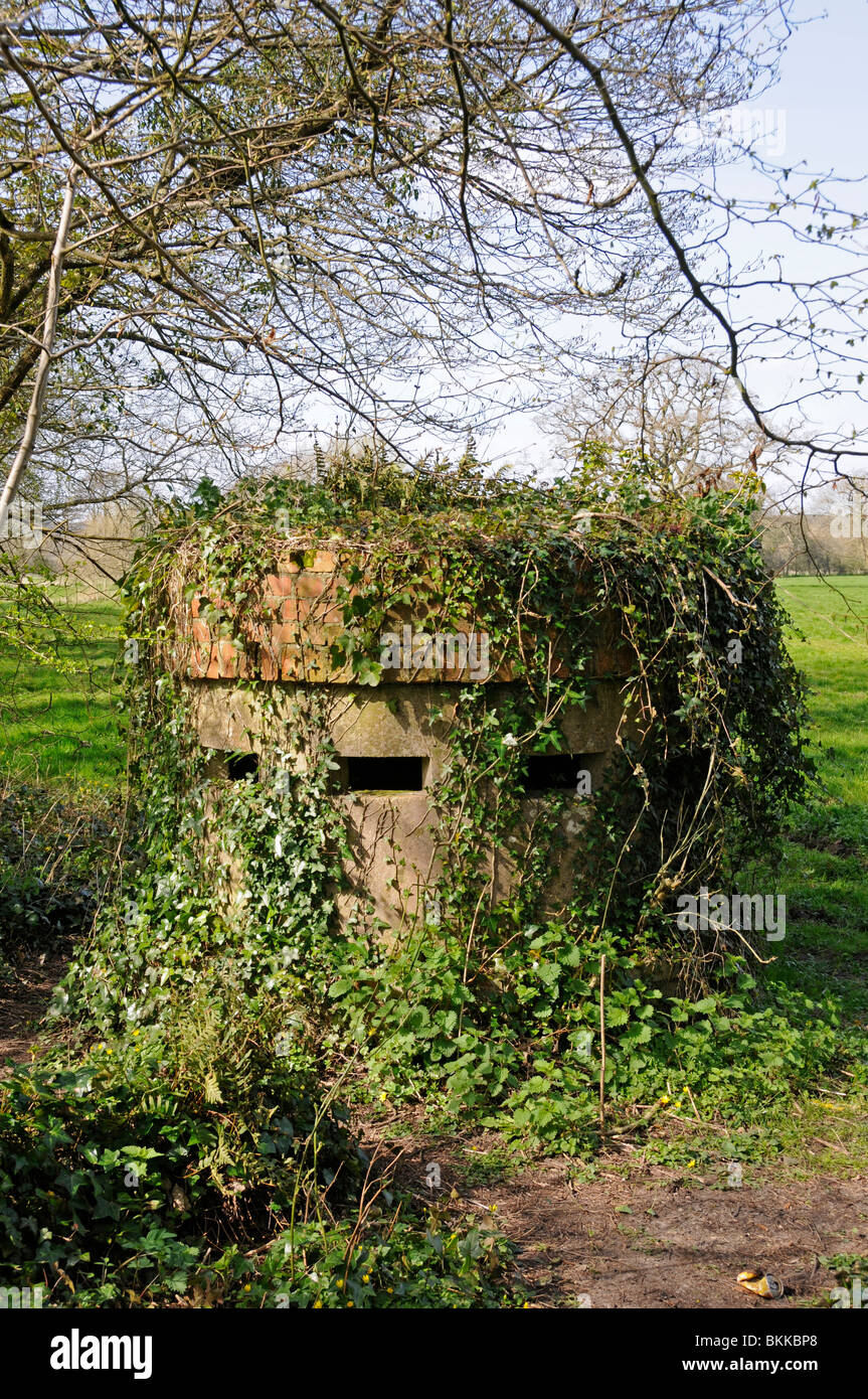 World War Two Pill box, covered in ivy. Dorset England. Now a home for insects, plants and bats Stock Photo