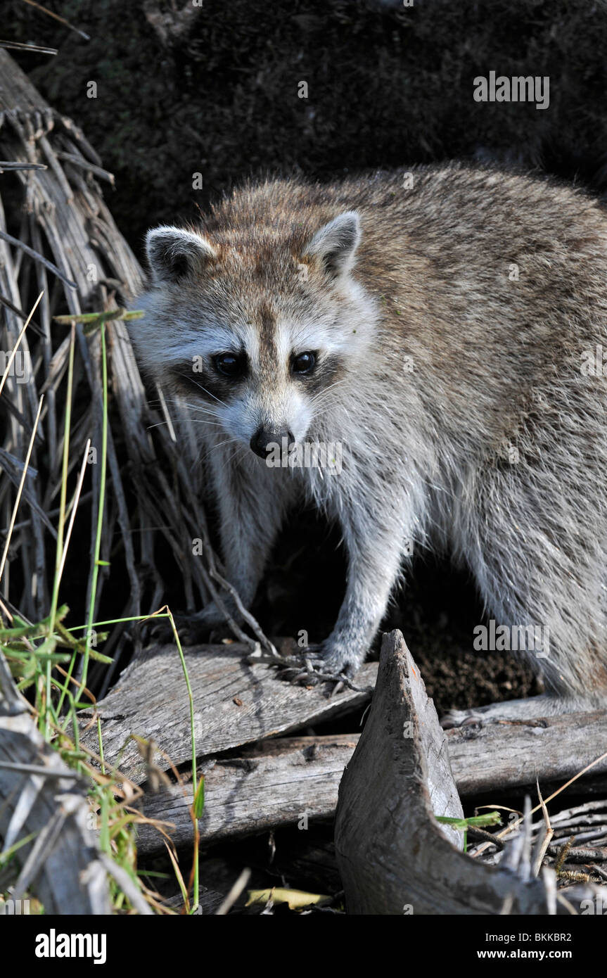 Raccoon: Procyon lotor. Ding Darling Nature Reserve, Sanibel Island, Florida, USA Stock Photo