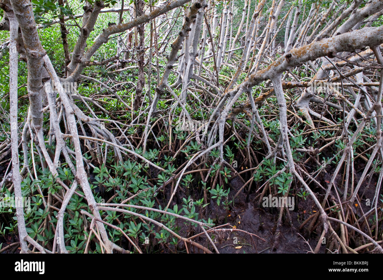Red Mangrove: Rhizophora mangle. Everglades. Florida, USA Stock Photo