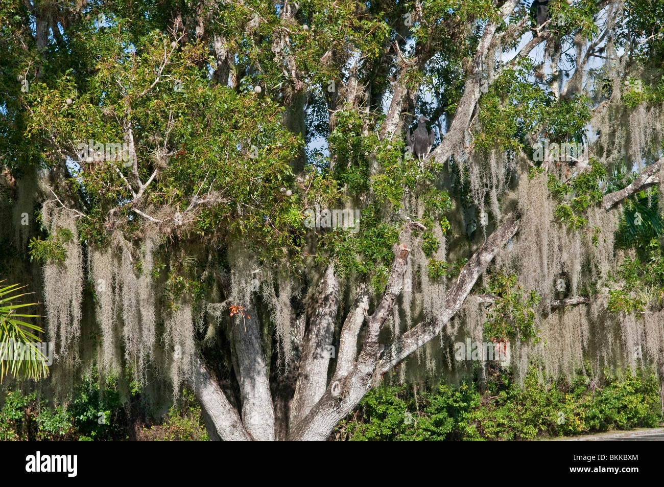 Spanish Moss: Tillandsia usneoides. Everglades, Florida, USA  Note Black Vulture in tree. Stock Photo