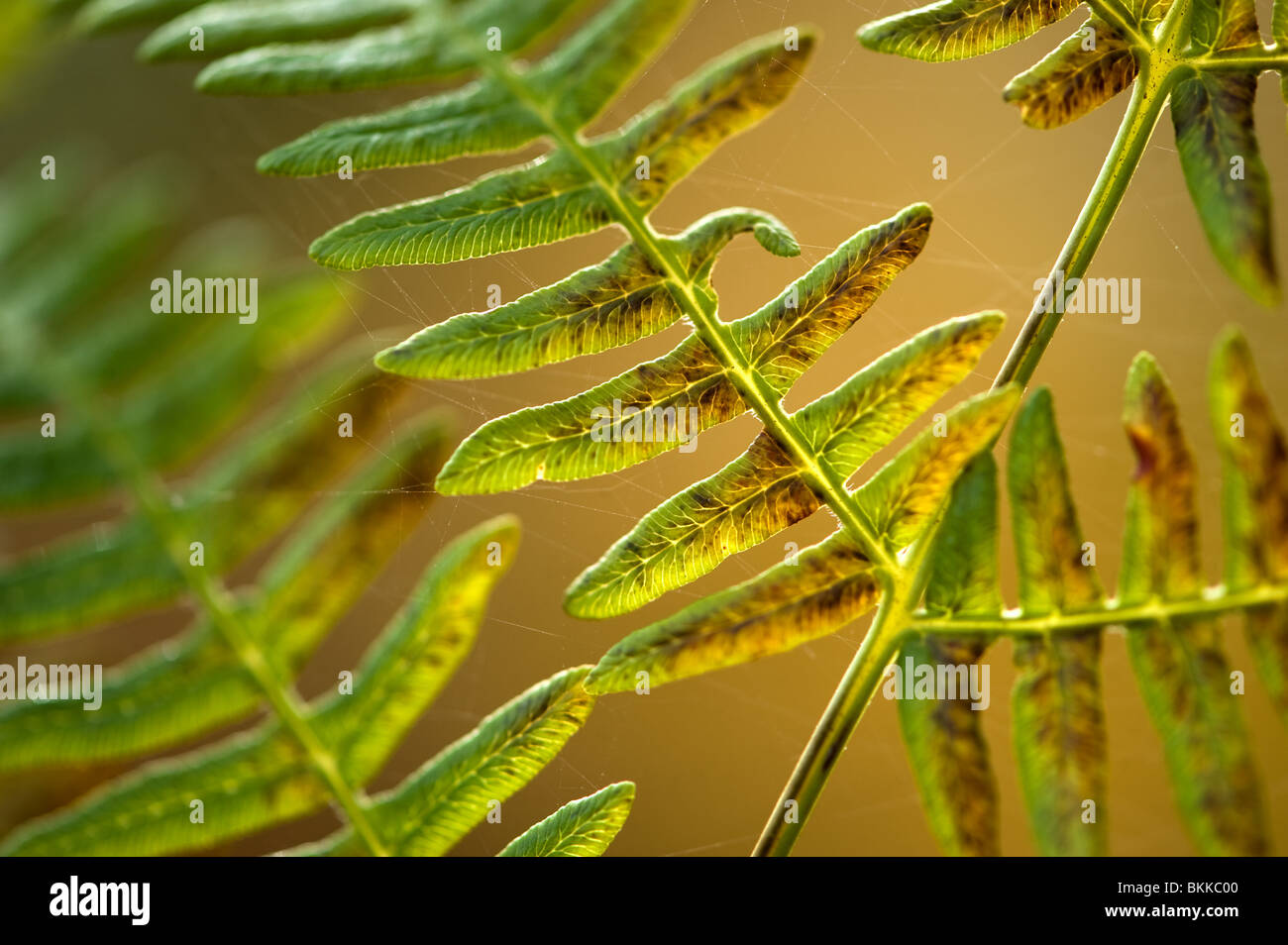 Sun shining through autumn coloured Bracken, Pteridium, frond. A coarse fern found throughout the world. Stock Photo