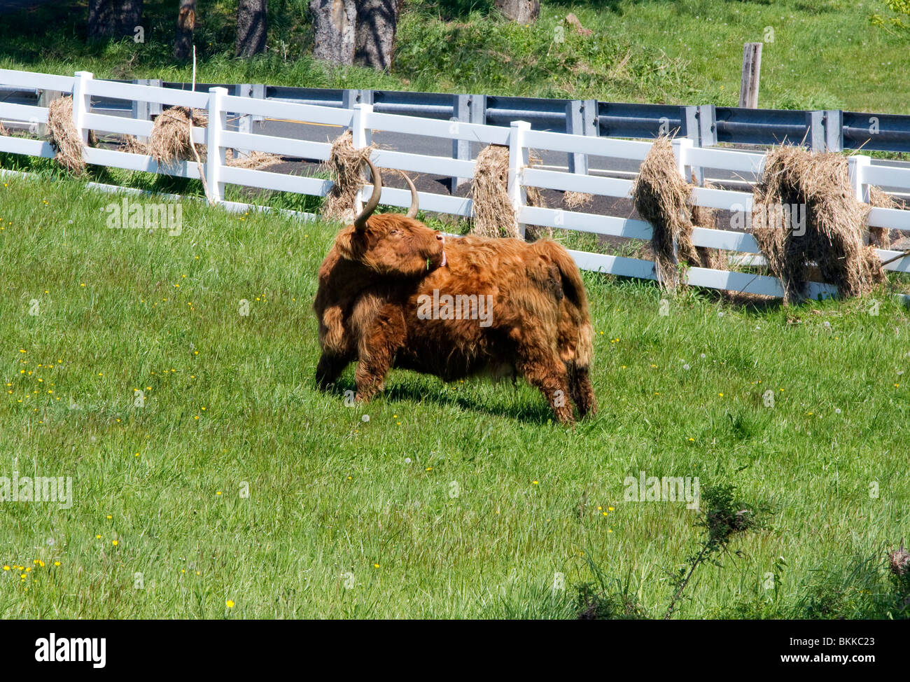 Scotland highland cattle Stock Photo Alamy