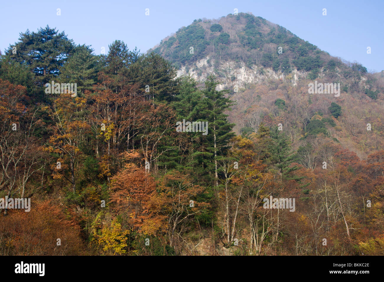 Mixed forest in autumn, with deciduous trees shedding leaves and evergreen pines remaining green