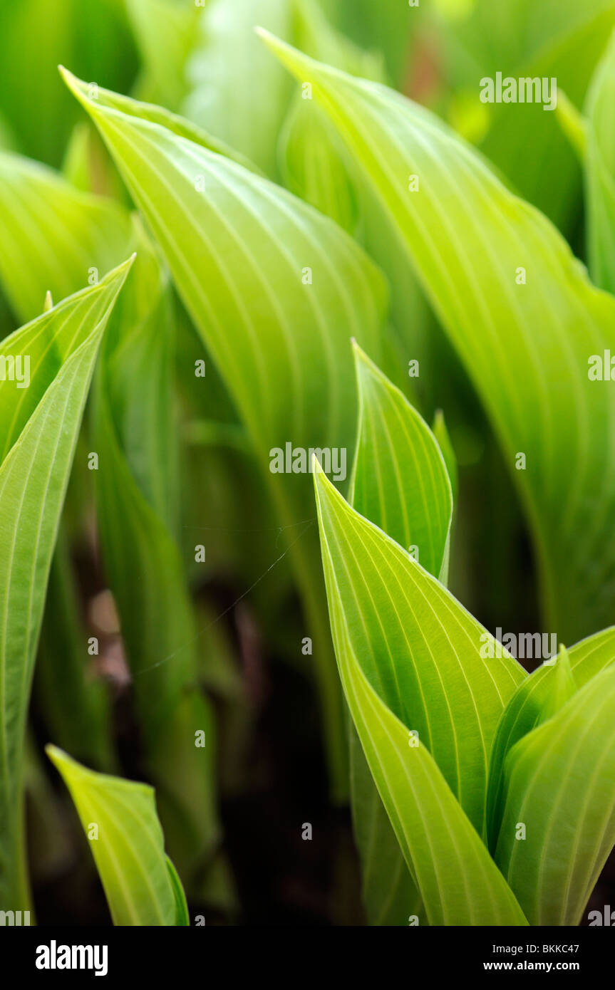 Young hosta plant hi-res stock photography and images - Alamy