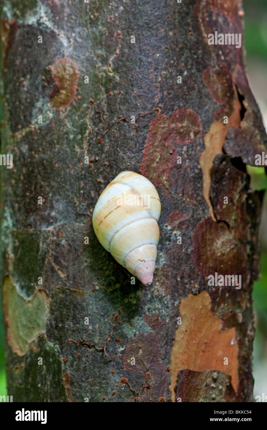 Everglades Tree Snail Liguus fasciatus. Everglades, Florida, USA Stock