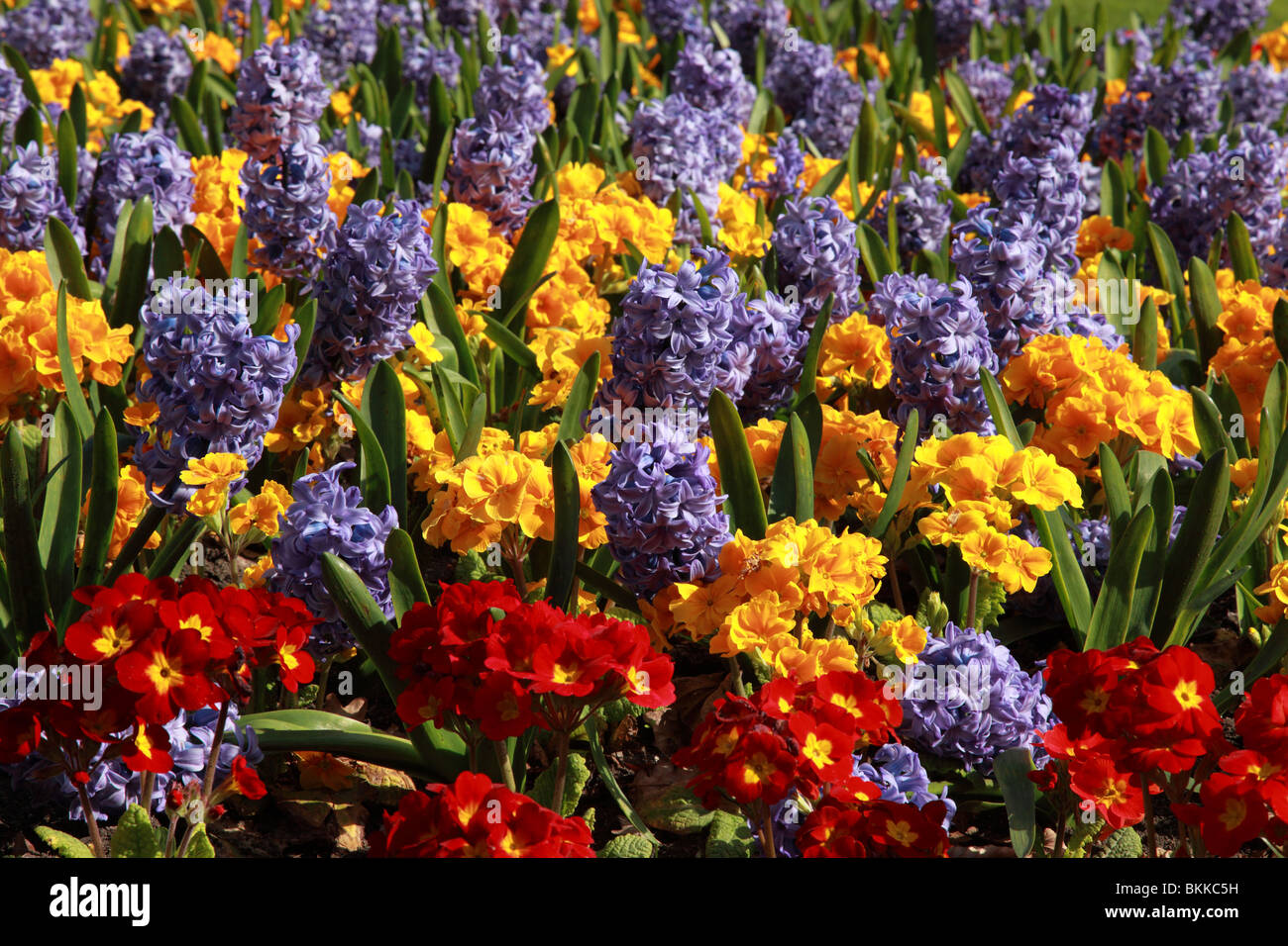 Close up of a planted display of brightly coloured spring flowers Stock Photo