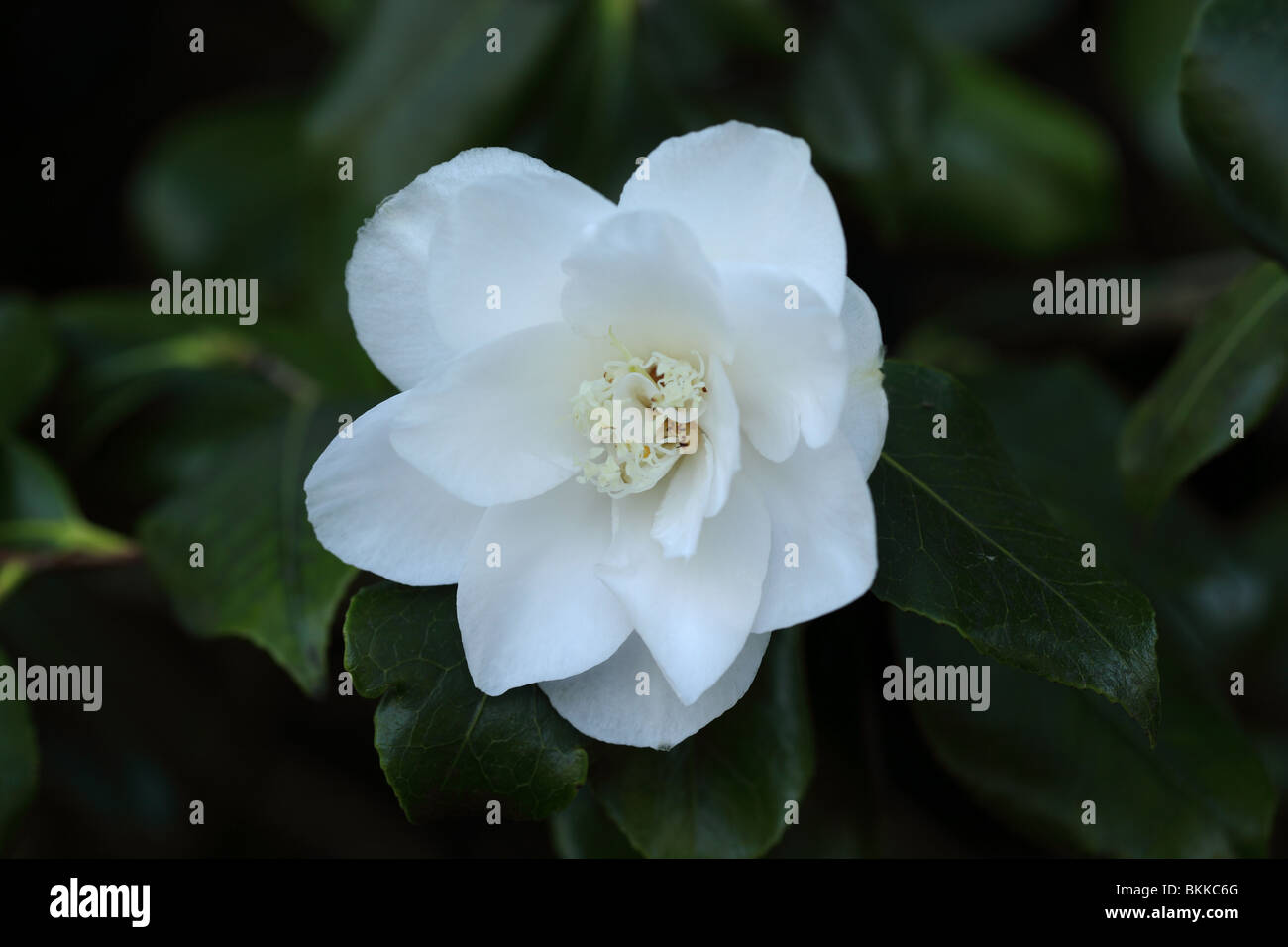 Camellia japonica white hi-res stock photography and images - Alamy