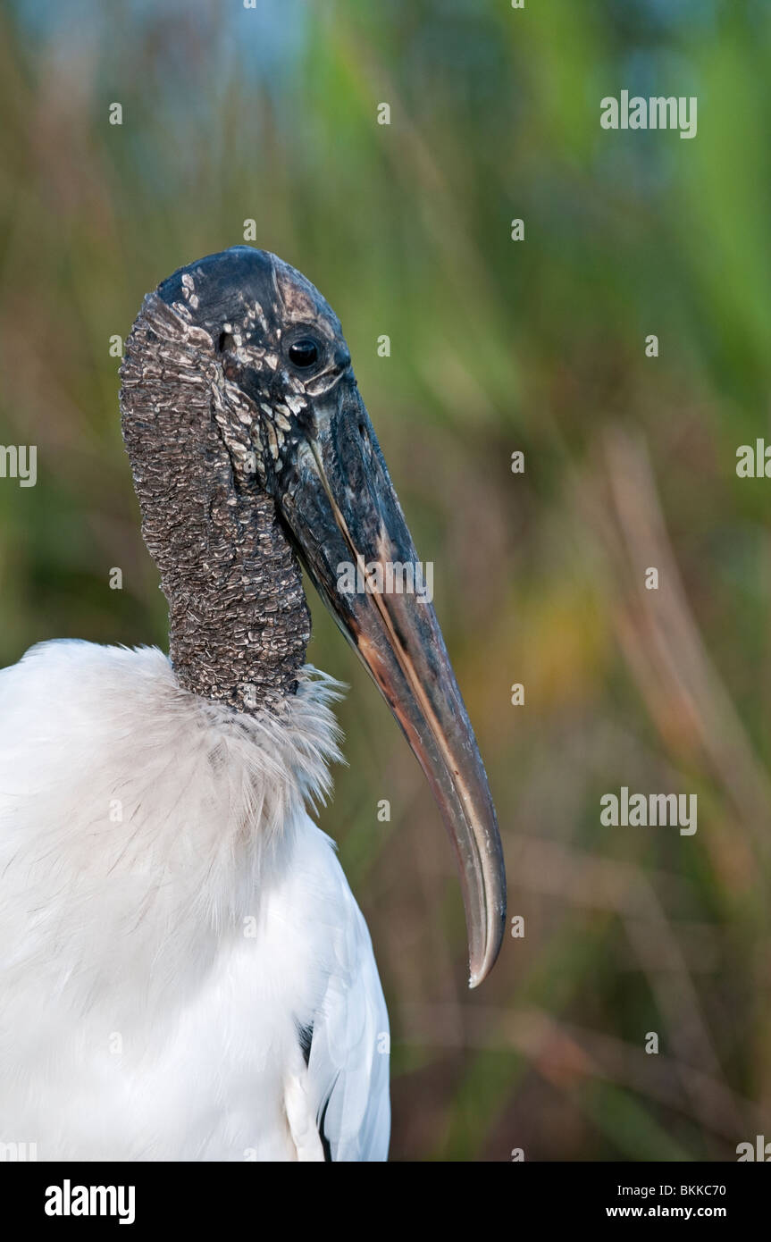 Wood Stork: Mycteria americana. Everglades, Florida, USA Stock Photo
