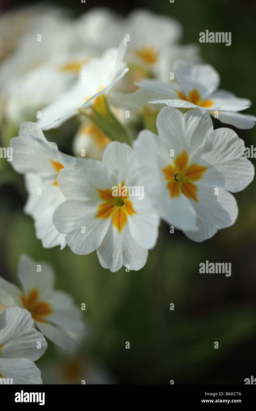 Primrose portrait hi-res stock photography and images - Alamy