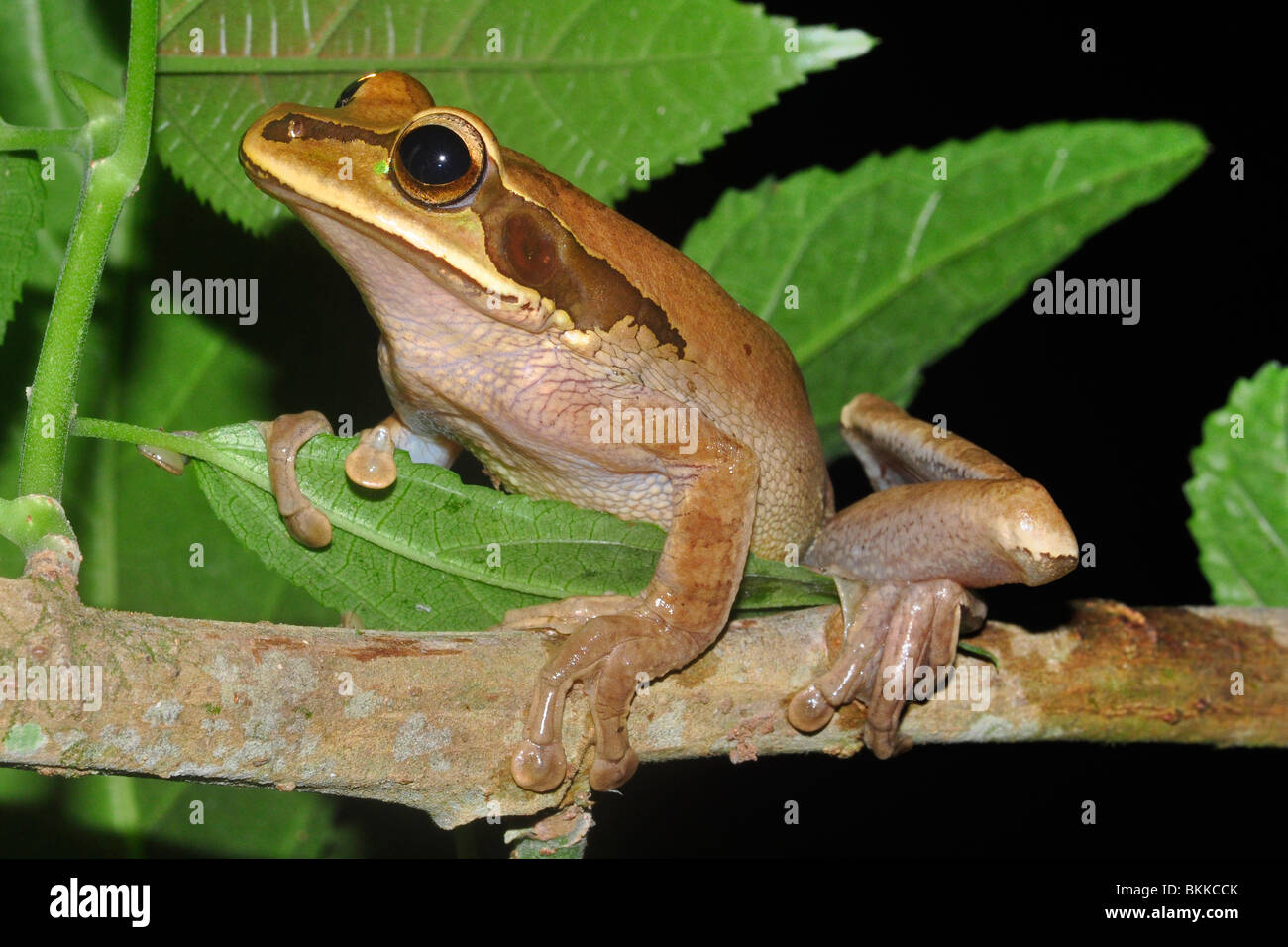 Masked tree frog ( Smilisca phaeota) Manuel Antonio, Costa Rica. Stock Photo