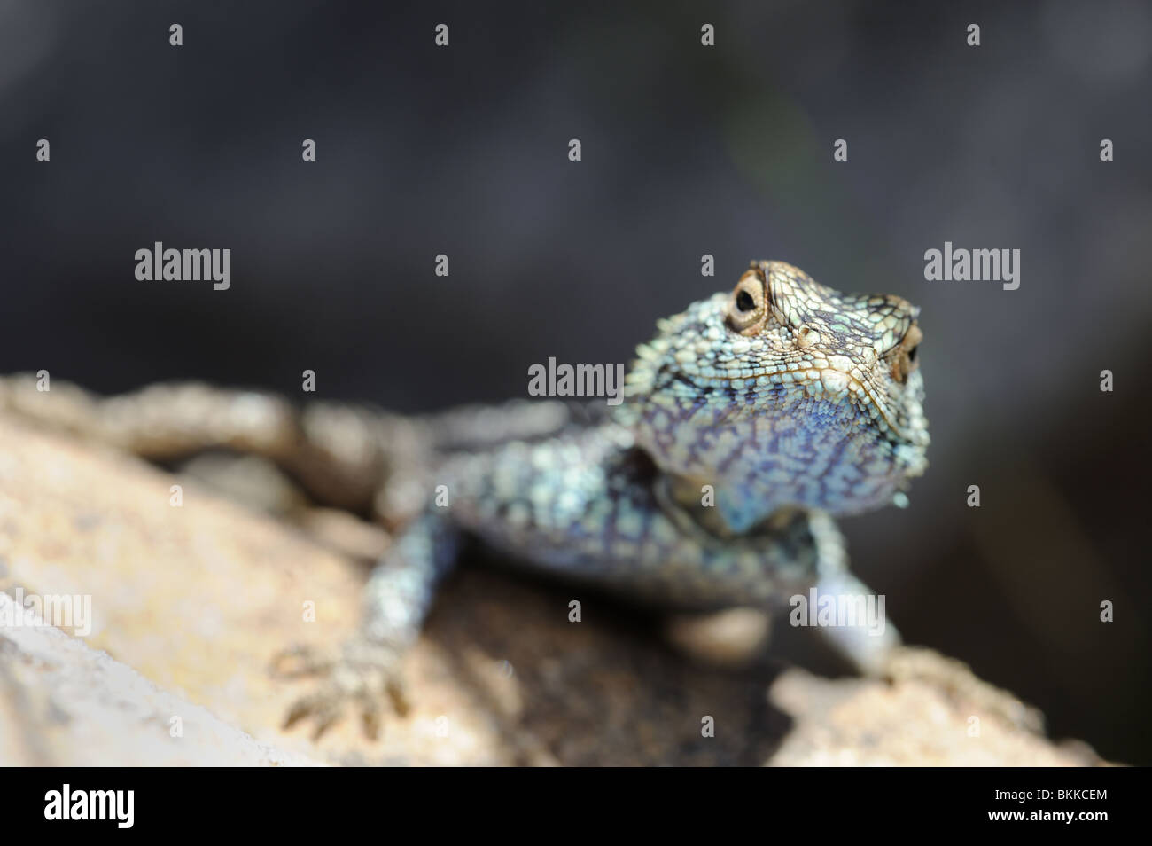 Southern Rock Agama Lizard basking on rock Stock Photo - Alamy