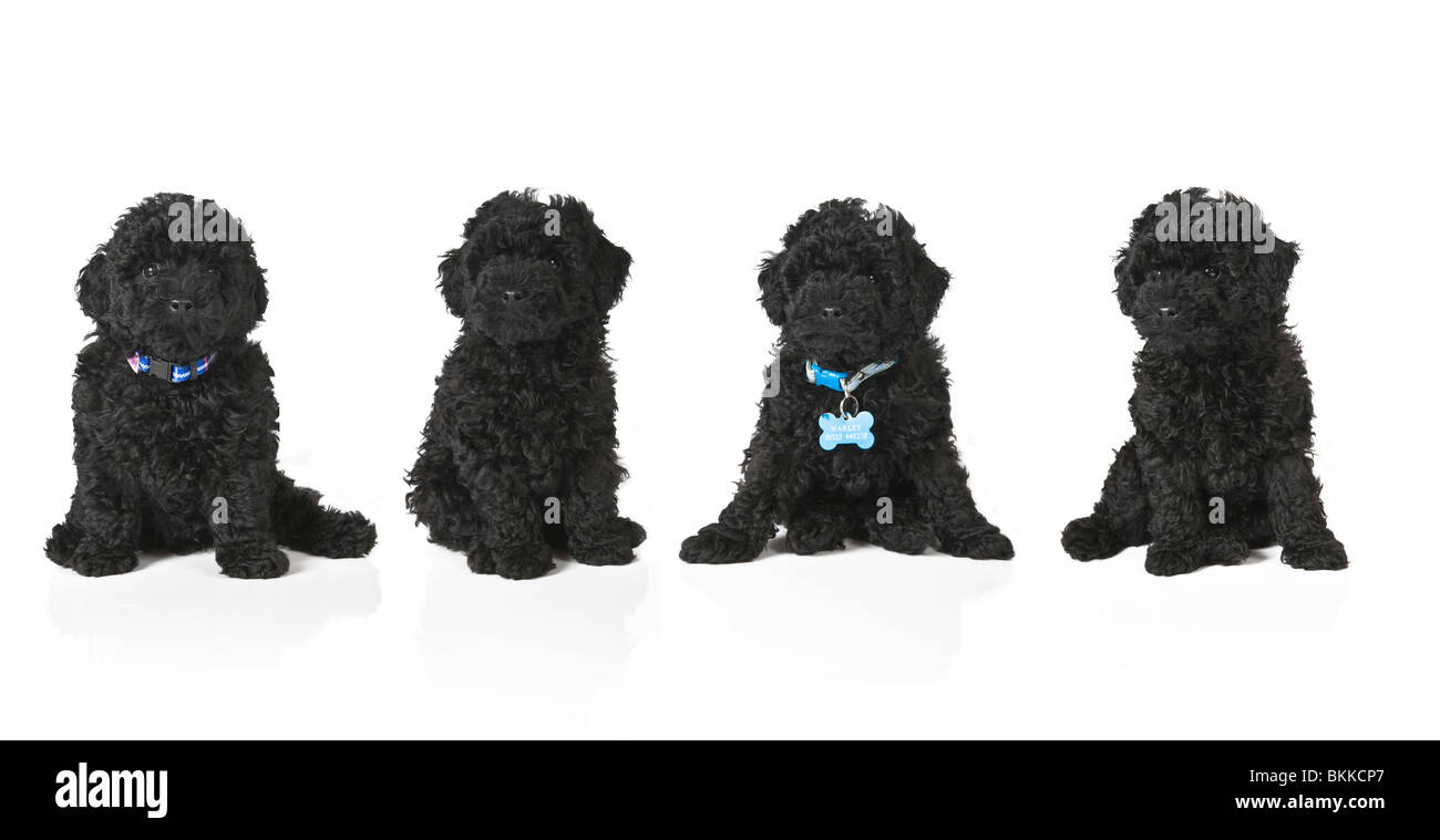 Portrait of 4 toy poodle puppies against a pure white (255) background. Stock Photo