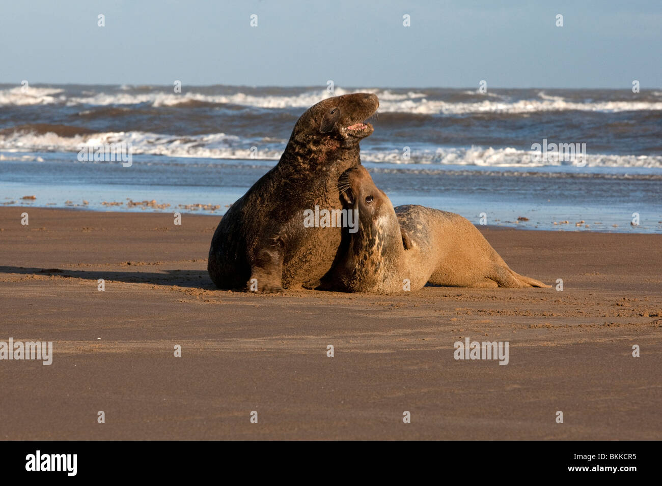 2 ; two Atlantic ;Grey; Seal; Halichoerus grypus; playing on the beach at dawn Stock Photo