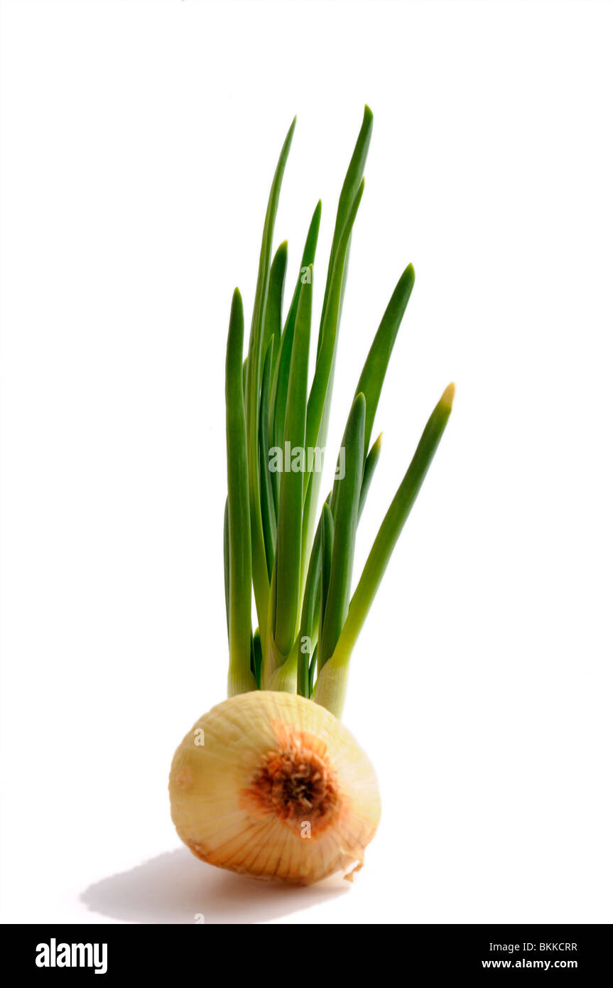 Young onion leaves Stock Photo Alamy