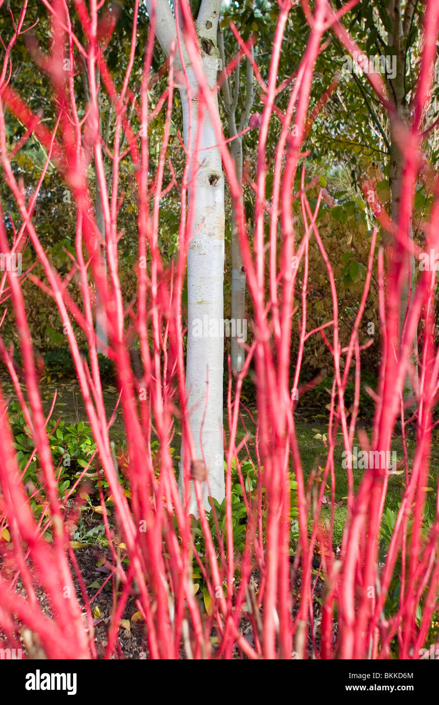 Silver birch garden hires stock photography and images Alamy