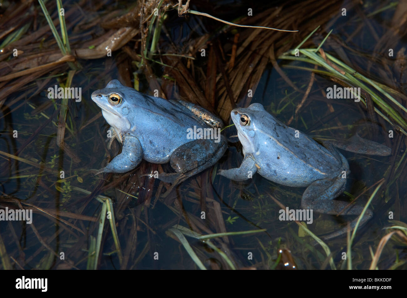 Moor Frog (Rana arvalis), two blue colored males in shallow water Stock ...