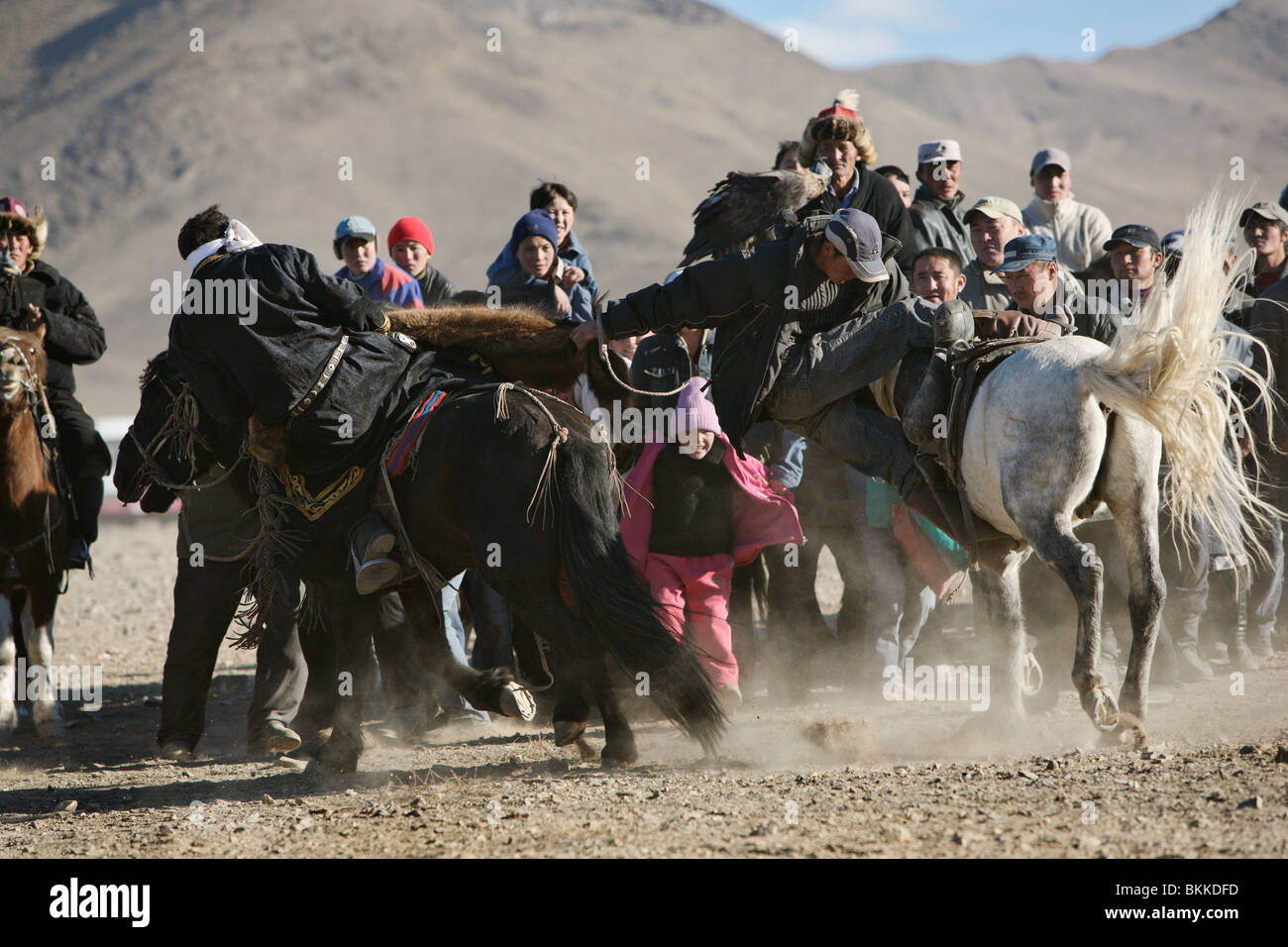 Horse wrestling match (kokpar) at the yearly Golden Eagle festival in Bayan Olgii, Western Mongolia. Stock Photo