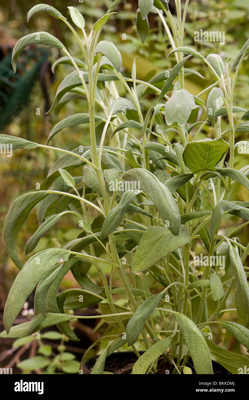 Close-up of sage plant Stock Photo