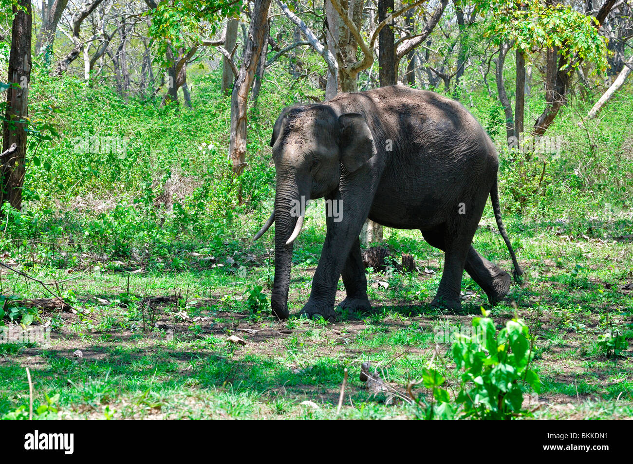 Rogue elephant hires stock photography and images Alamy