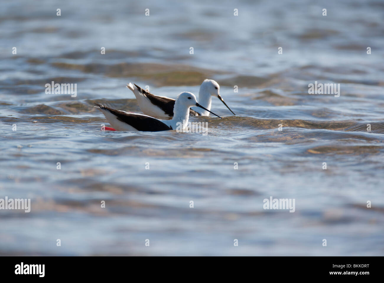 Cladorhynchus leucocephalus hi-res stock photography and images - Alamy