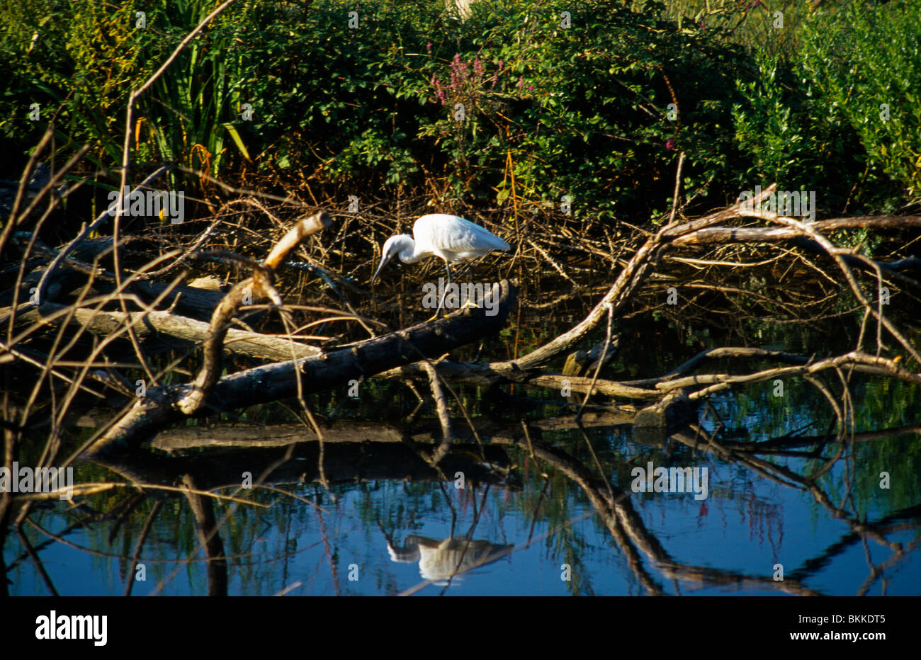 Le Teich France Parc Ornithologique Du Teich Nature Reserve Bird
