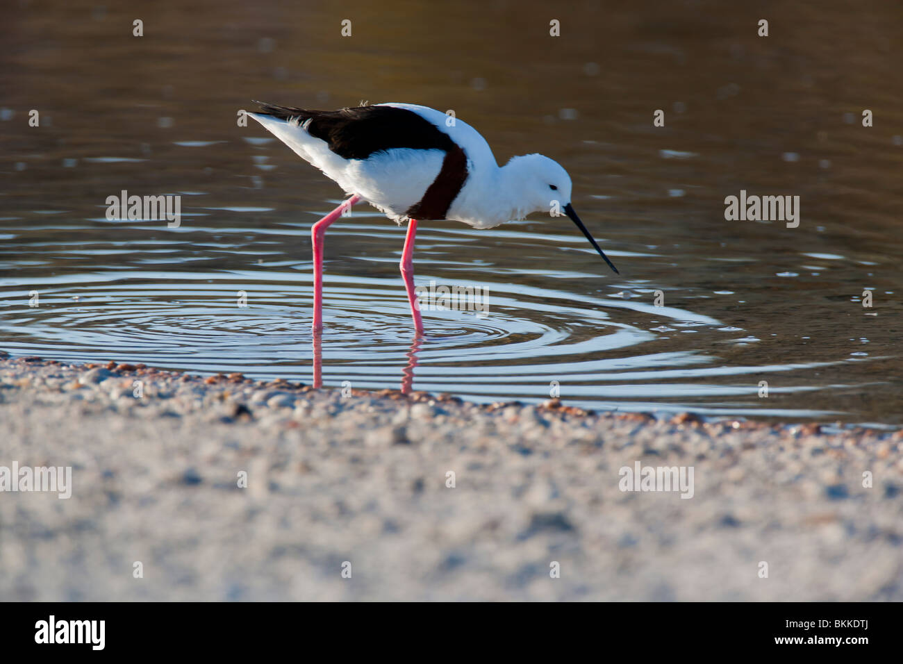 Banded Stilt. Cladorhynchus leucocephalus. Endemic Rottnest Island