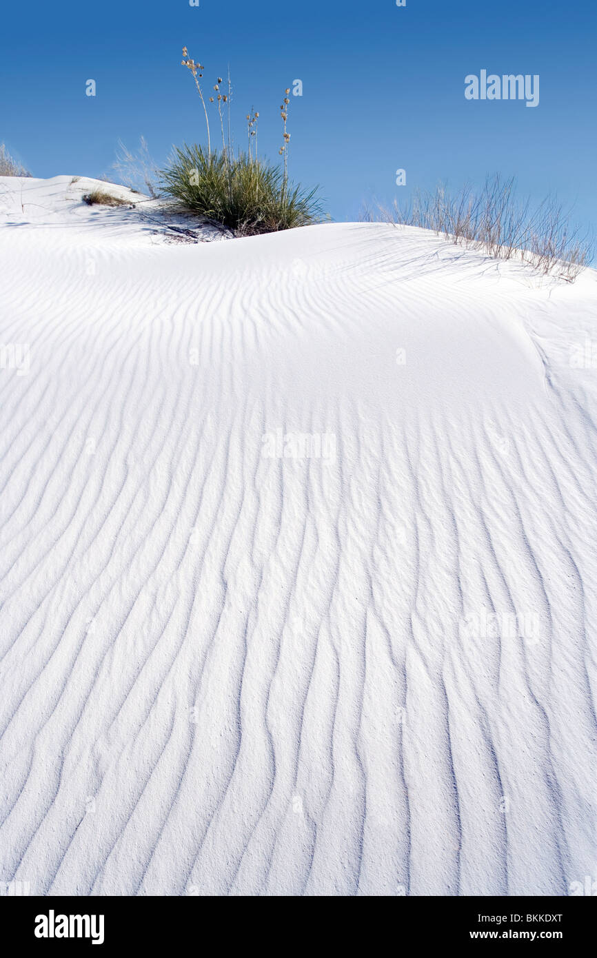 A yucca plant atop a white sand dune at White Sands National Monument, New Mexico. Stock Photo