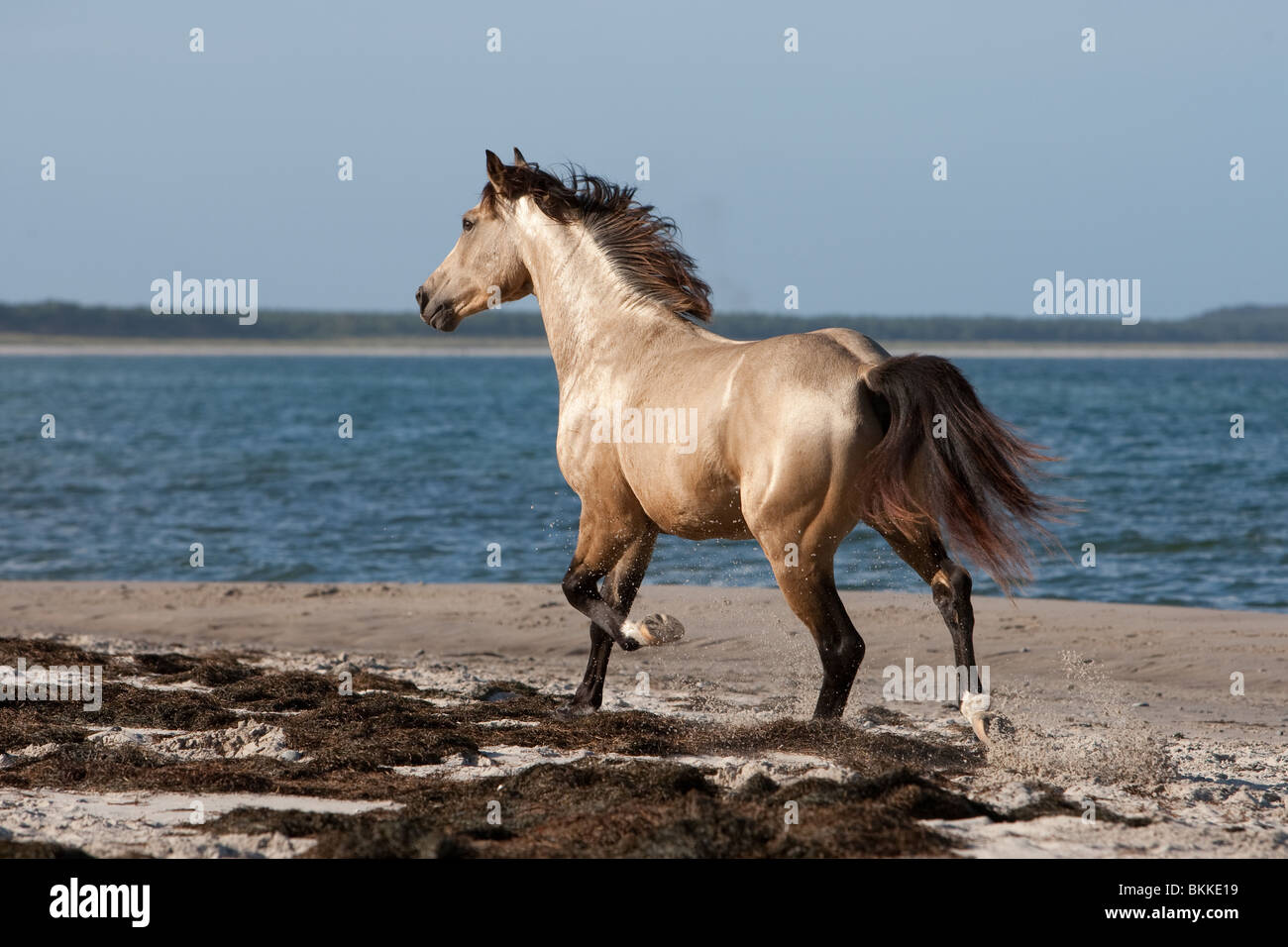 Quarab Horse stallion Stock Photo