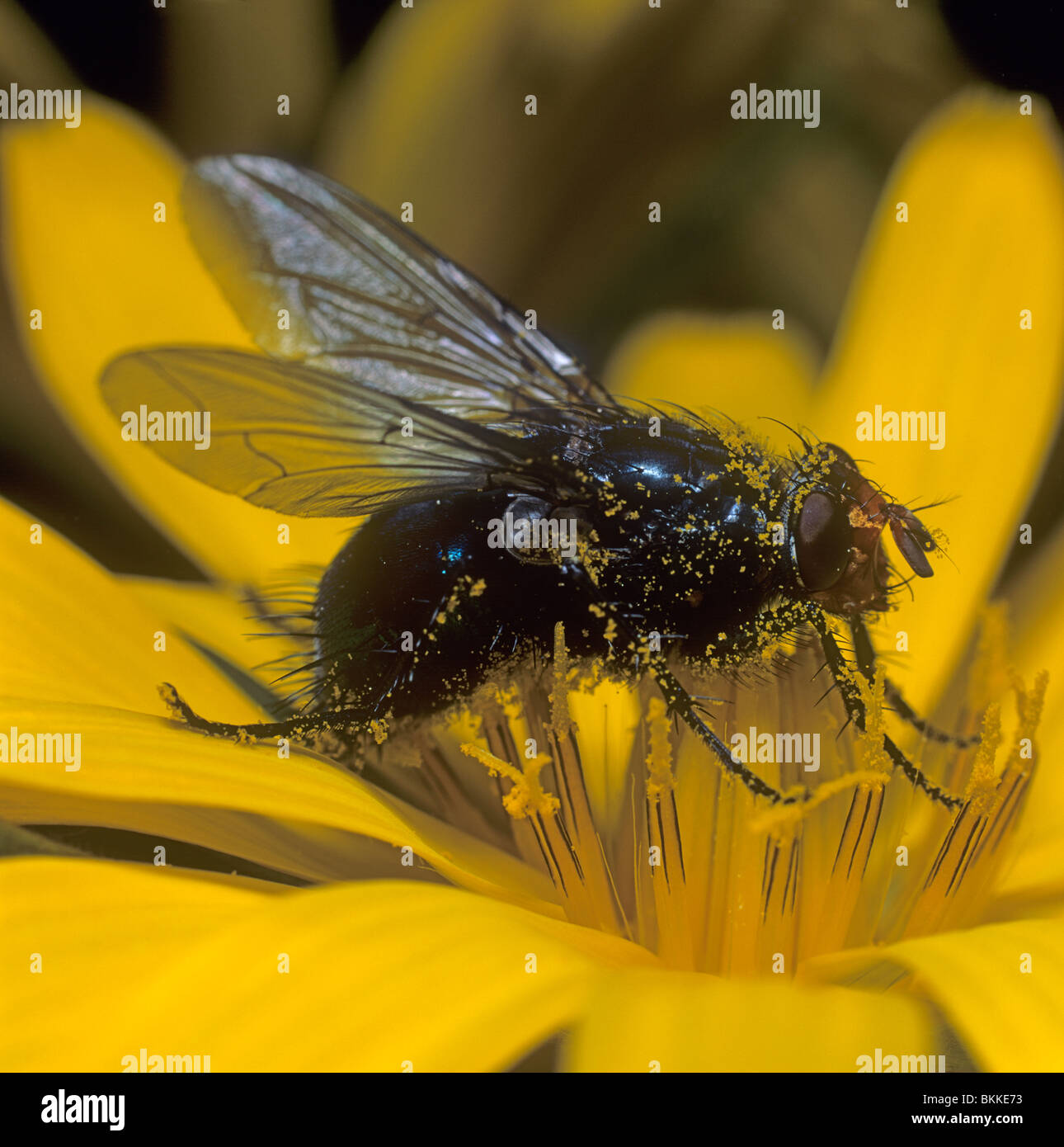 Blue Bottle Fly (Calliphora vomitoria) on a yellow flower. Stock Photo