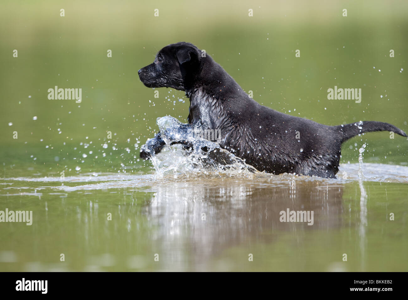 bathing Labrador Puppy Stock Photo Alamy